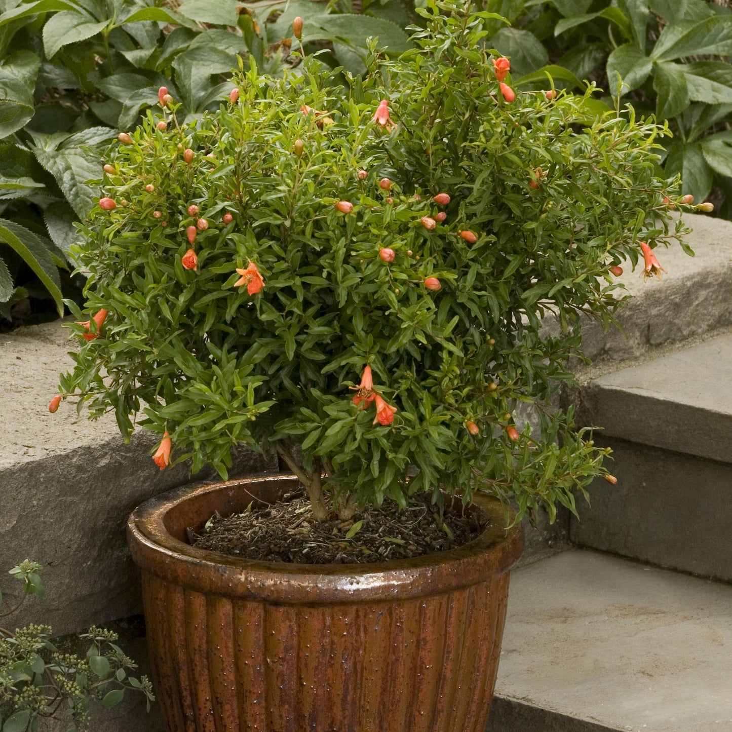 Bonsai Growing Kit - Dwarf Pomegranate Tree