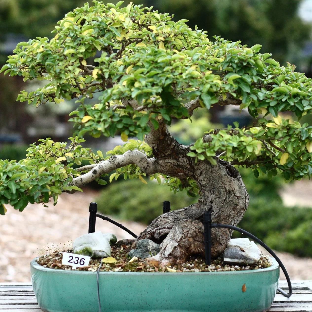 Bonsai tree in a pot on a wooden surface with a blurred natural background