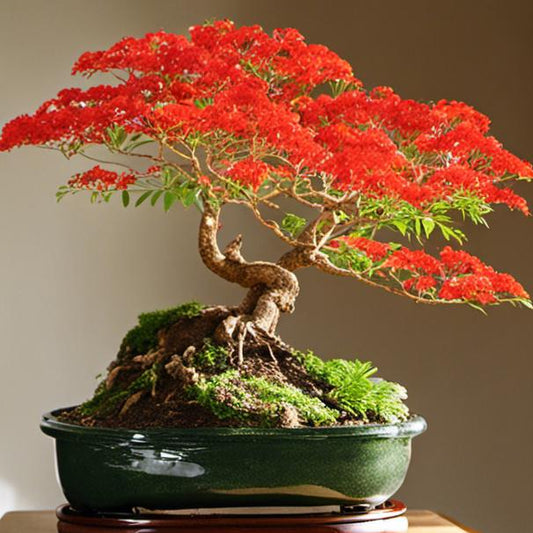 Bonsai Growing Kit - Royal Poinciana, Flamboyant, Flame Tree