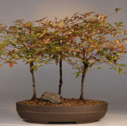 Bonsai Growing Kit - Sacred Bamboo