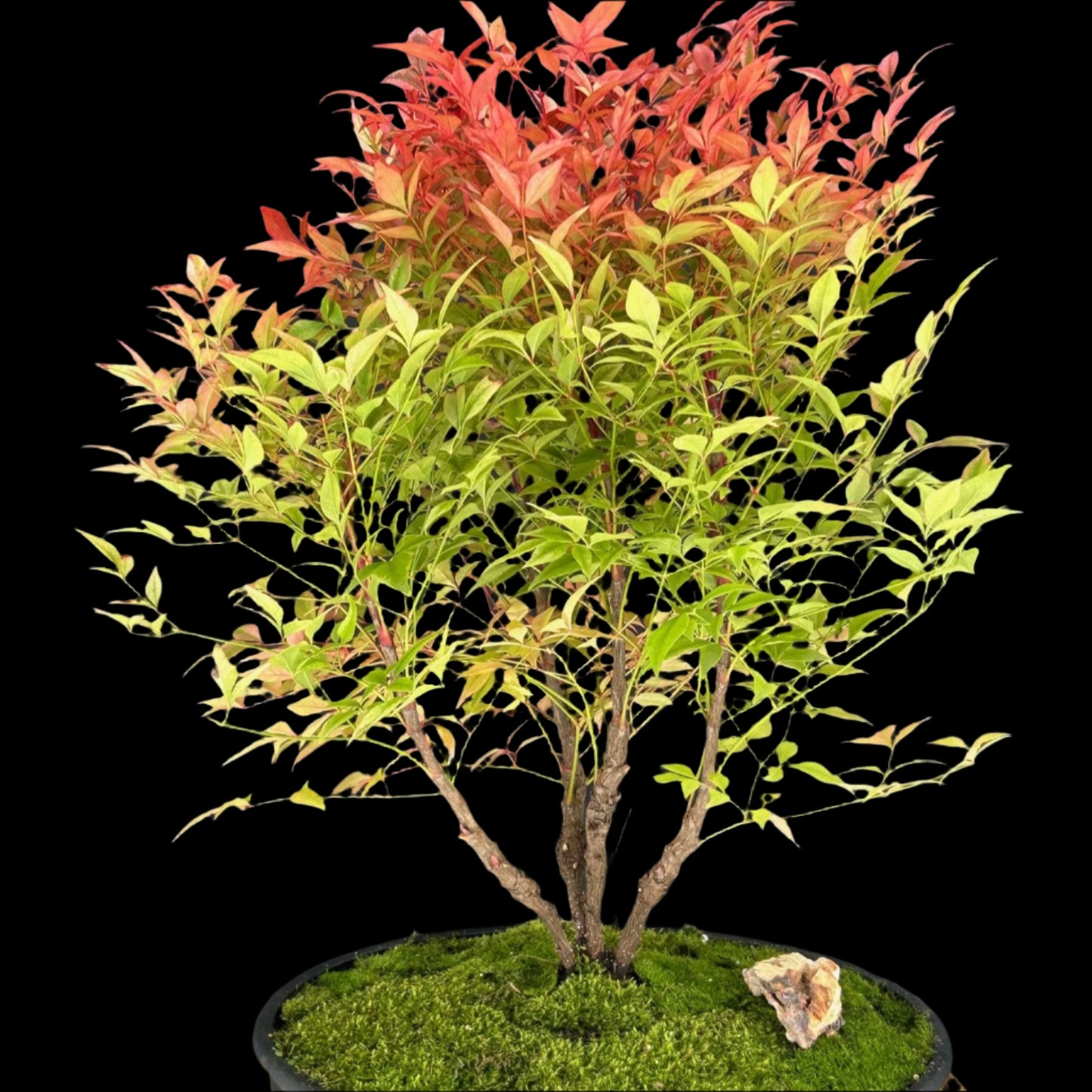 Bonsai Growing Kit - Sacred Bamboo