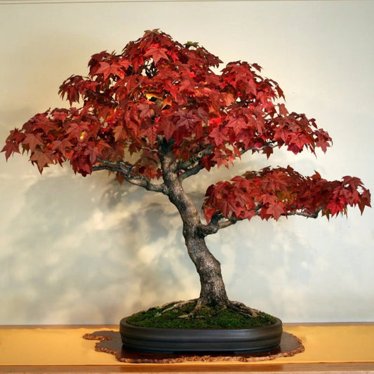 Bonsai Growing Kit - Sweet Gum / Amberboom