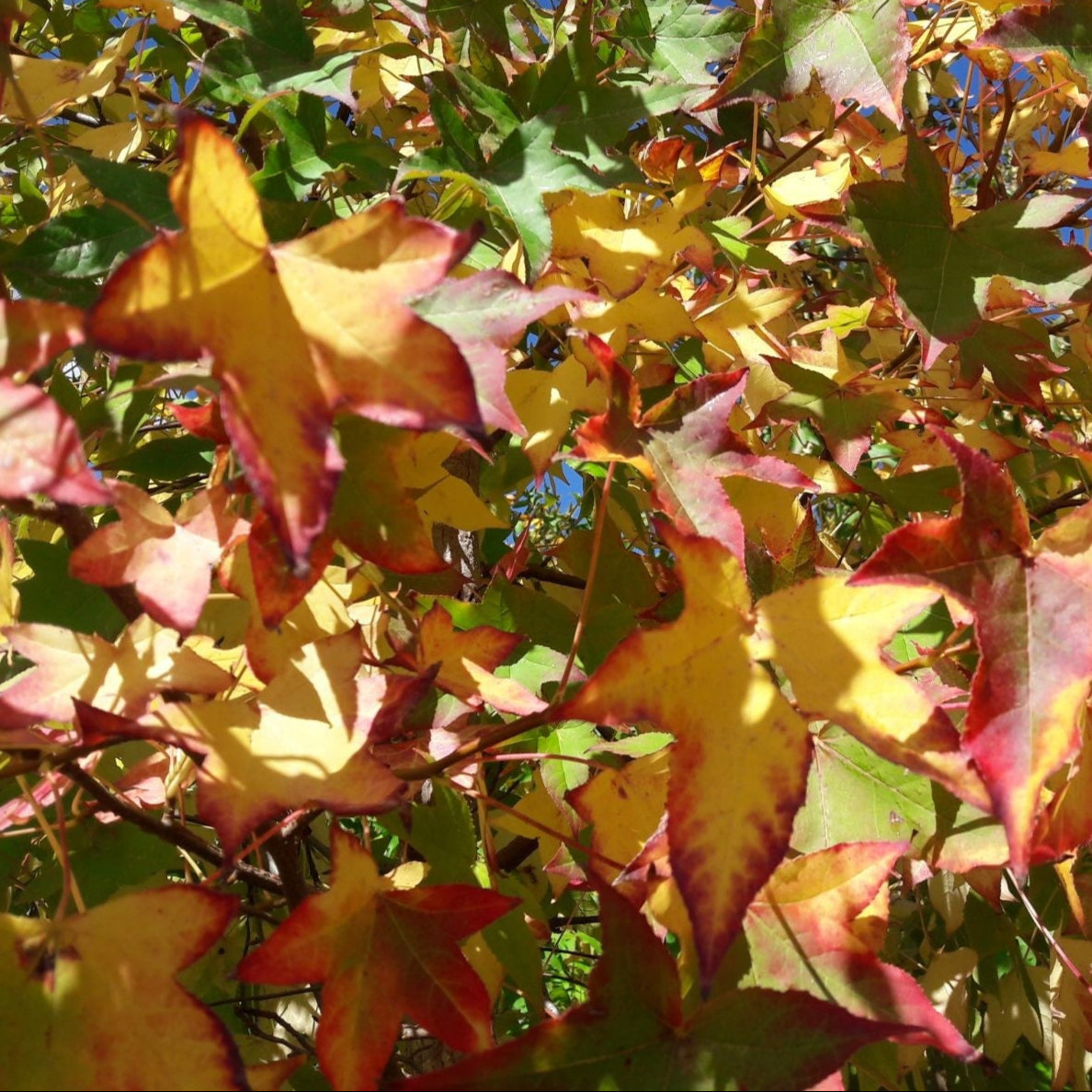 Bonsai Growing Kit - Sweet Gum / Amberboom