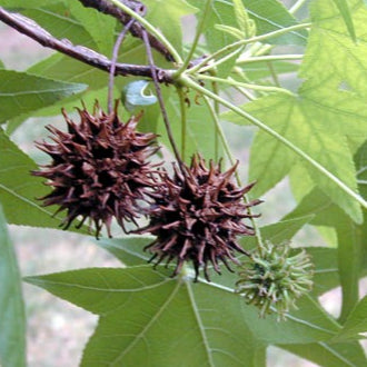 Bonsai Growing Kit - Sweet Gum / Amberboom