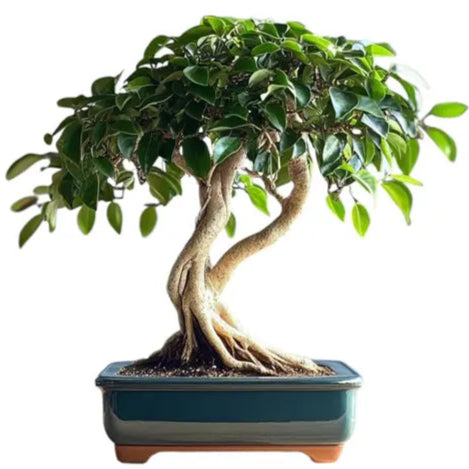 Bonsai Growing Kit - Weeping Fig