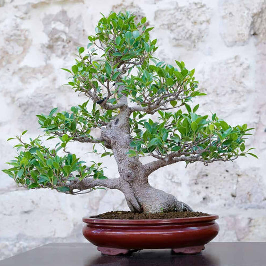 Bonsai Growing Kit - Weeping Fig