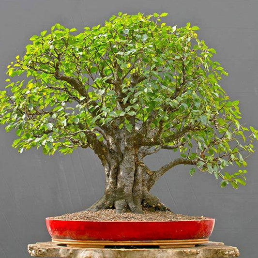 Bonsai Growing Kit - Wild Plum