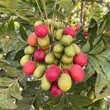Bonsai Growing Kit - Wild Plum
